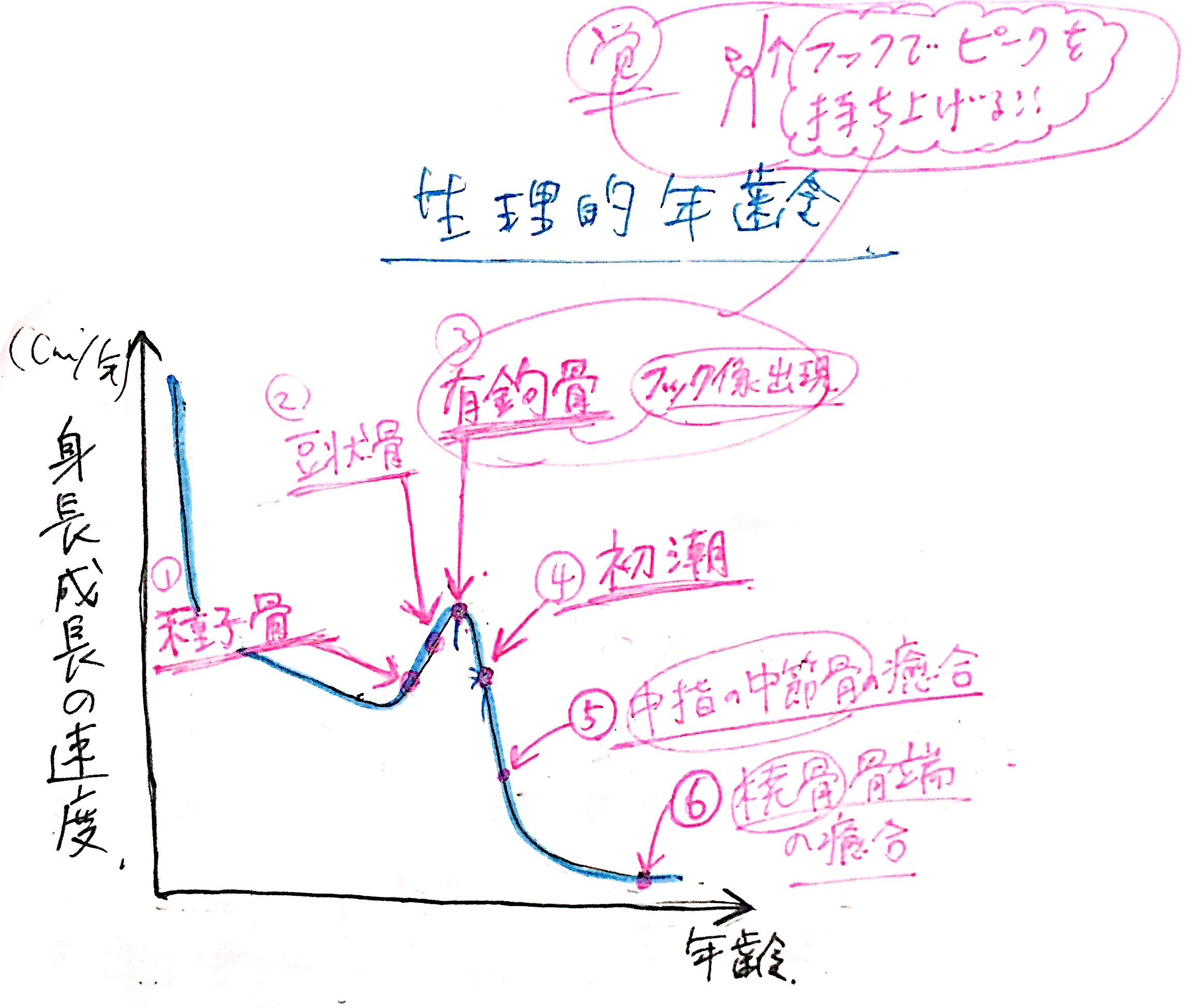 成長のピーク2
