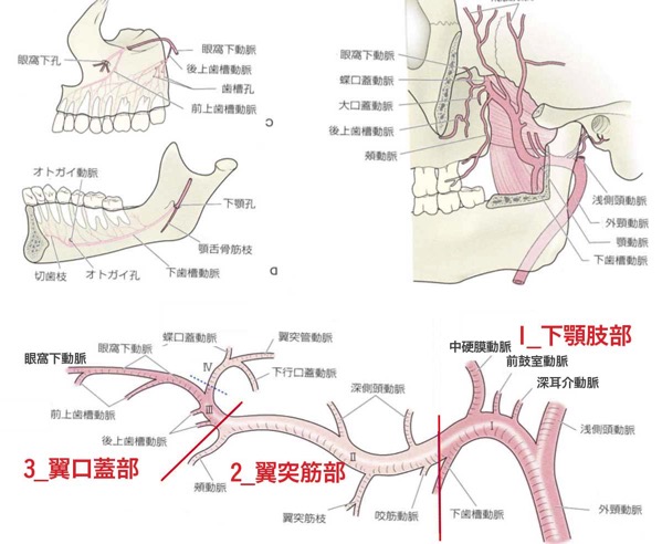 顎動脈 イラスト