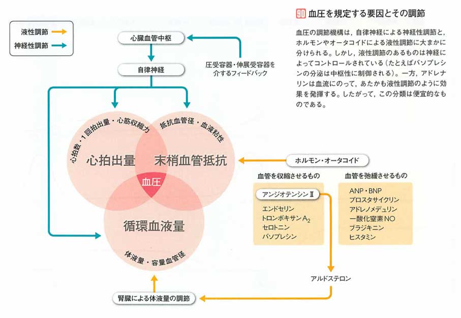 血圧調節